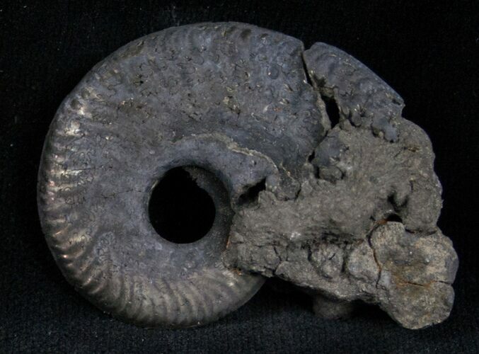 Pyritized Ammonite From Russia - #7287